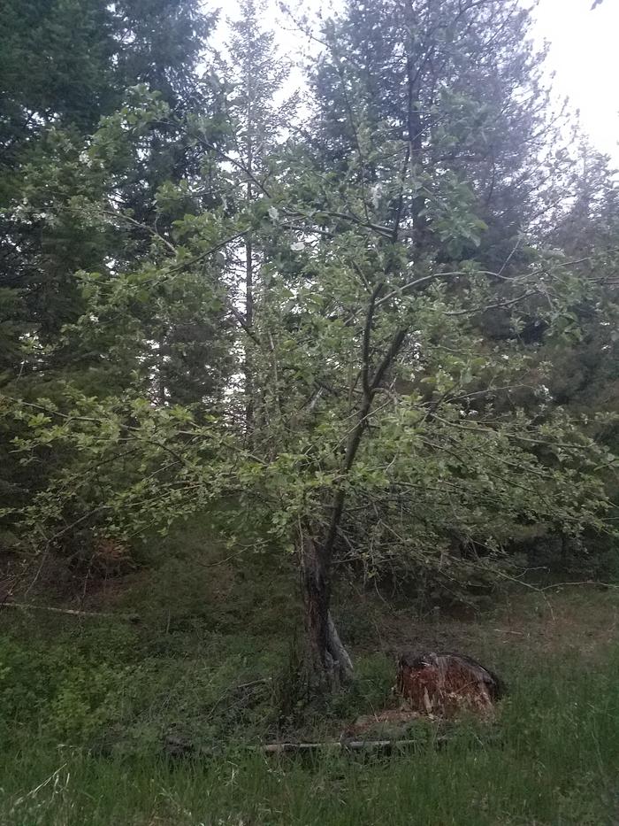 The bottom branches have been pruned off by wildlife