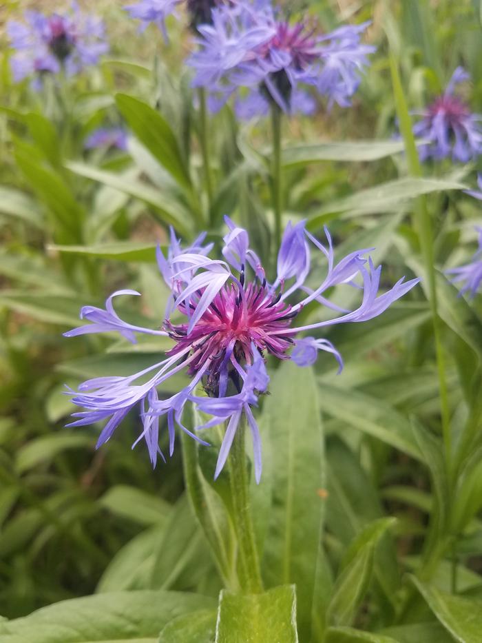 I got the ID for this one using an online photo search. It's common name is perennial cornflower. It smells like apple, melon, and honey to me.