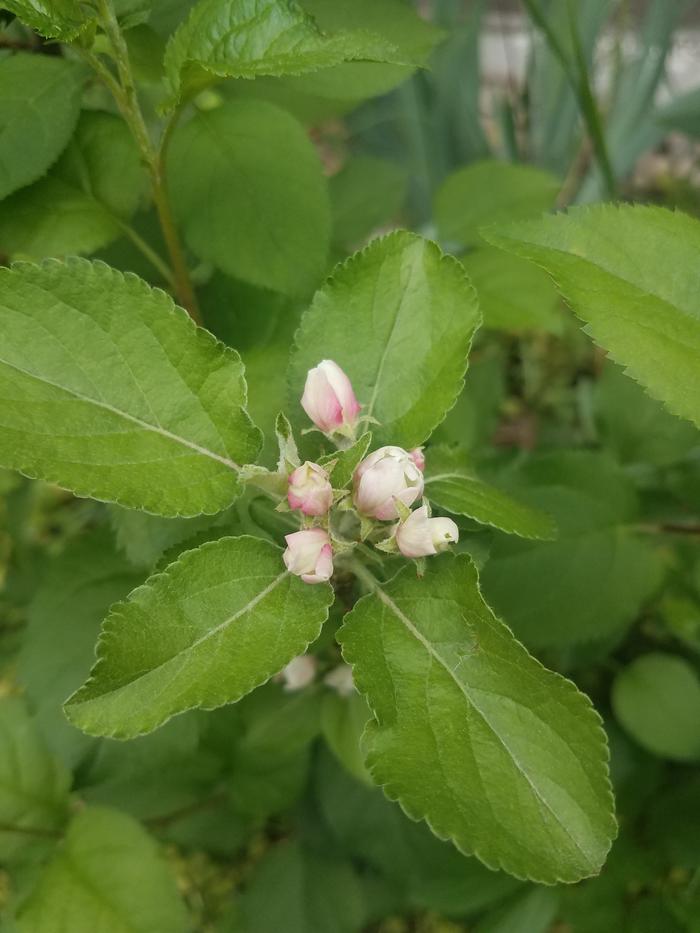 This is one of the apple grafts I did earlier. It is pretty but it they set fruit I'll have to pluck them off. The graft won't be strong enough to hold fruit.