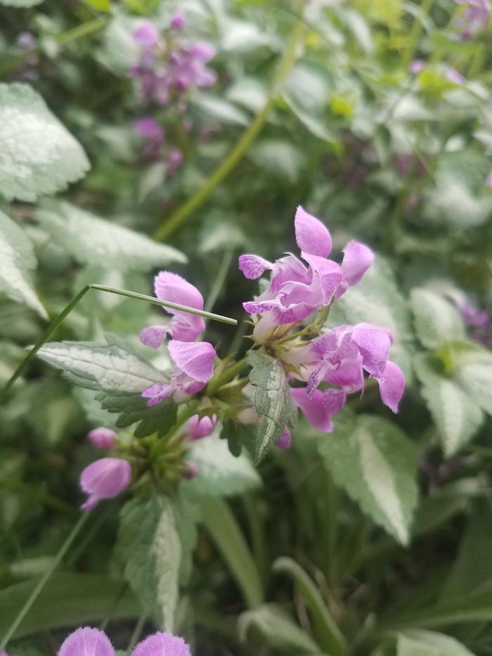 I had to search for these too. They are spotted dead nettle. The flowers are so much larger than the regular dead nettle. Apparently they are edible as well.