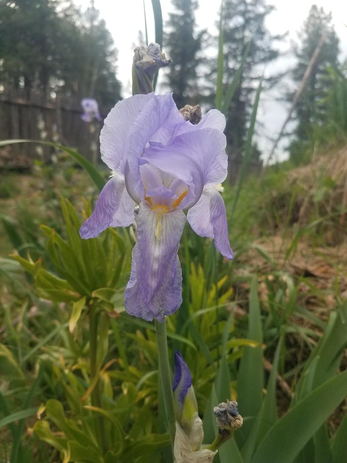 These are all over the berms. The stalks have flowers emerging opposite each other with top ones opening first. 