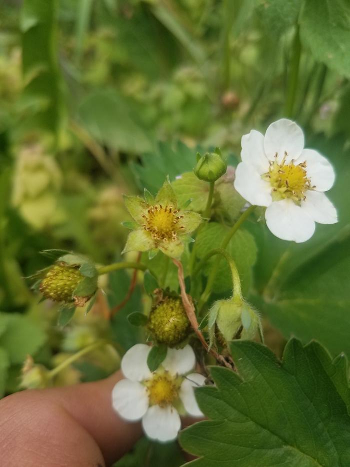 I wanted to show this one off. It's fun watching strawberry flowers turning into fruit. 