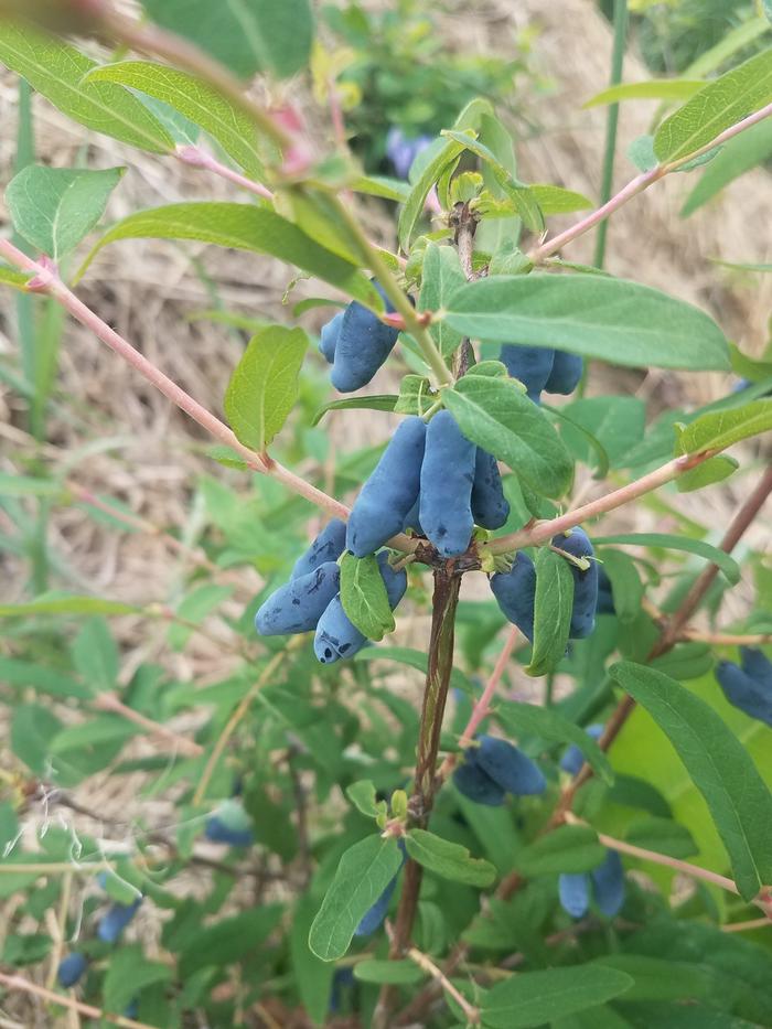 They taste like blueberries but are better. Sweet and acidic and tart.