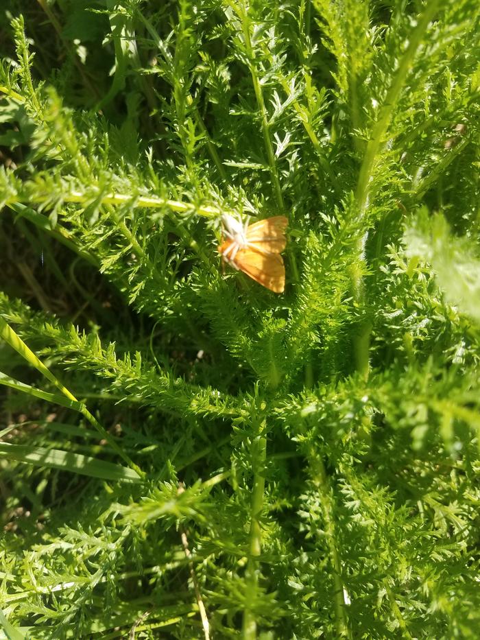 Look at this badass spider. Can barely hold on to this moth. Using a yarrow to take shelter in.