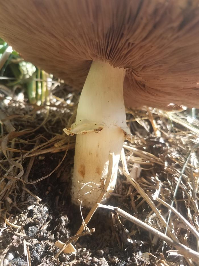 The mushroom from yesterday has grown more and flattened out enough to see the gills.