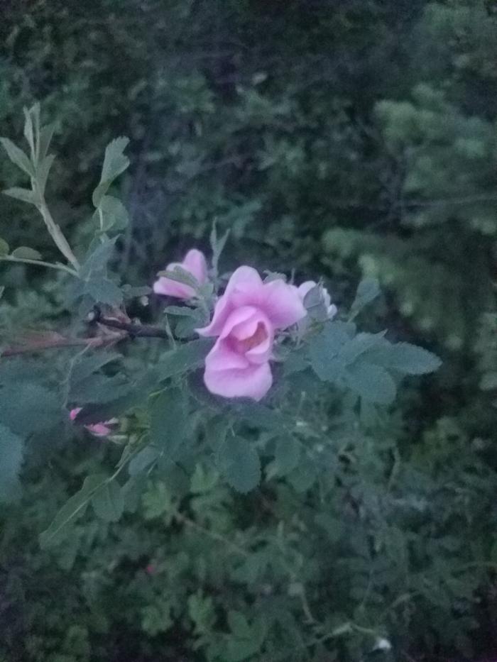 The wild roses are coming into flower more widely now. I have seen a lot of pink but there are some white too.