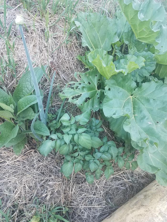 From left to right, comfrey, walking onions, potatoes, and rhubarb. They seem to like each other.