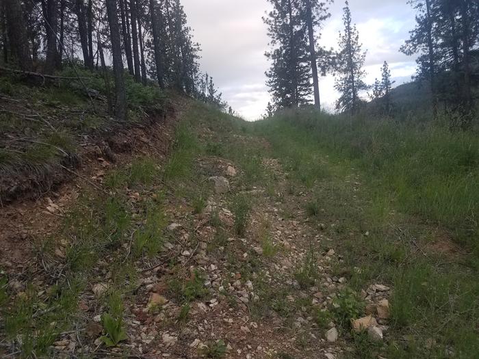 This is the road to the top of the site. Notice the rock and dirt to the outside of the road has more growth than the natural slope.