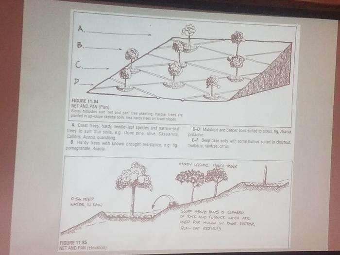 I like this for the rocky slopes. It will build soil, establish deciduous trees, and hold more water.