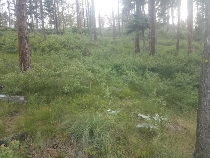 These slopes are beautiful, shady, with good soil.