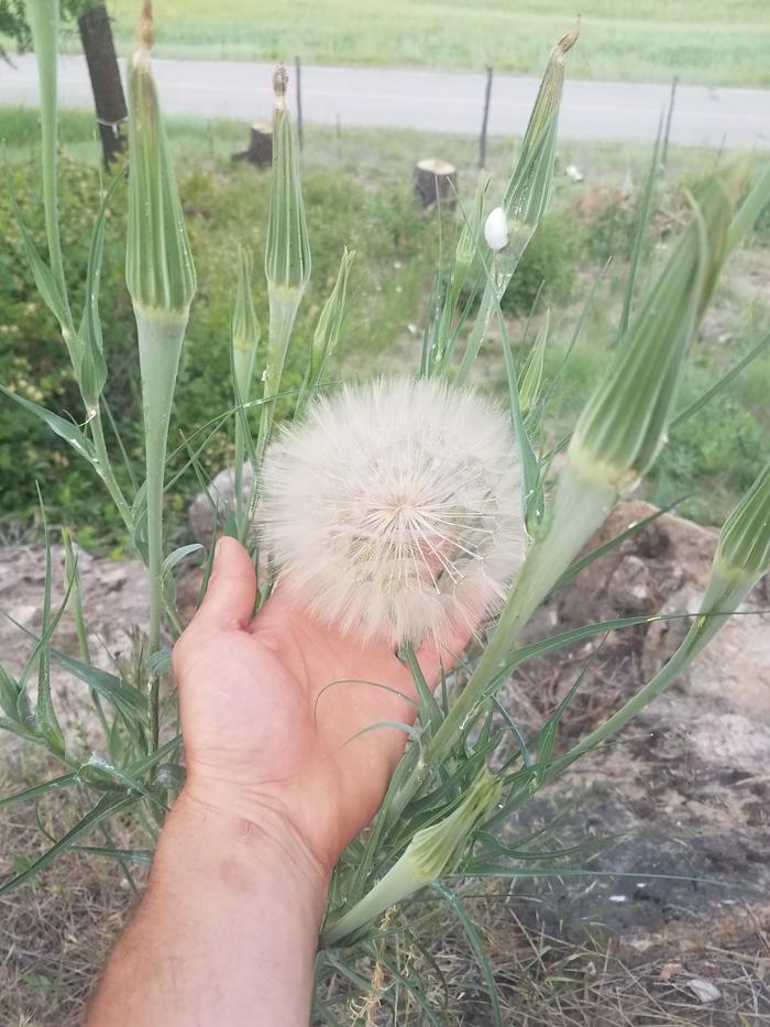 Looks like a dandelion but it's four times the size. 