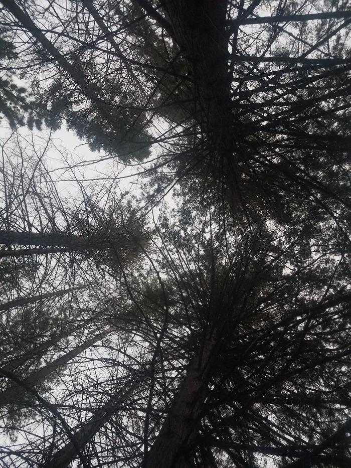 Visiting the creek, has a beautiful cedar canopy.