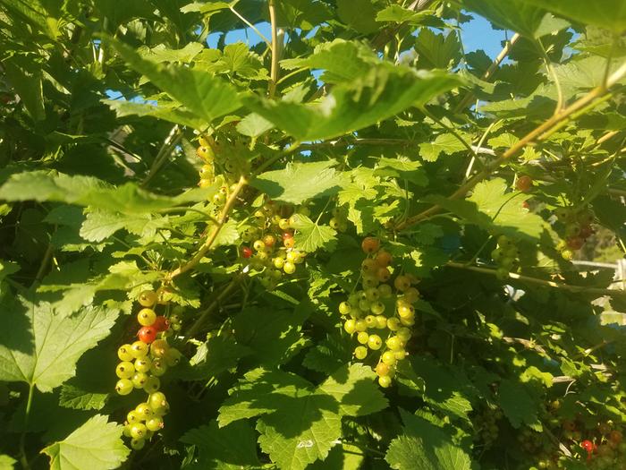 The red currants are ripening. I'll keep watch.