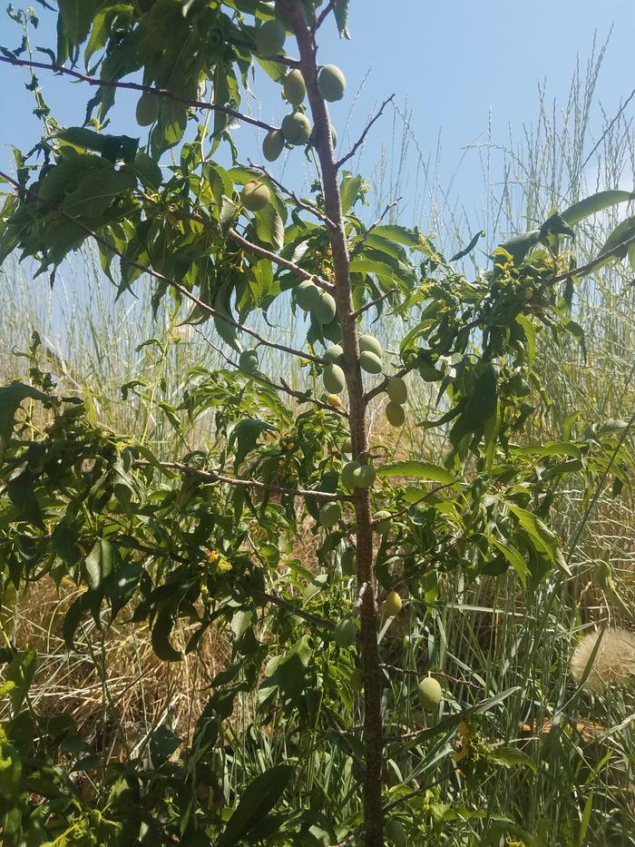 This is a plum in turtle lot at basecamp. It's loaded down with fruit. 