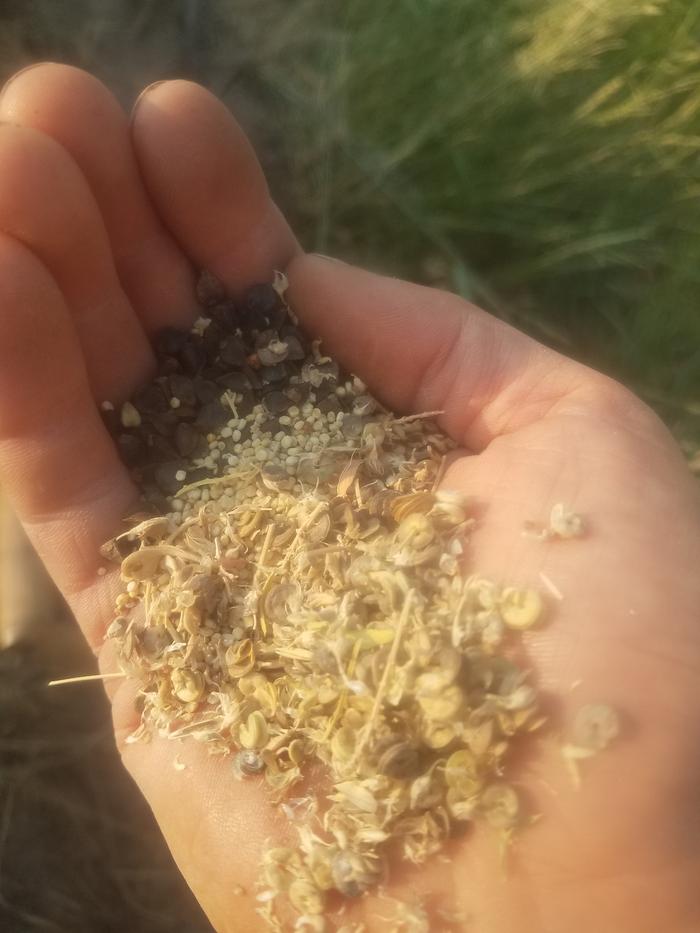 Planted buckwheat, quinoa, and alfalfa along the trail.