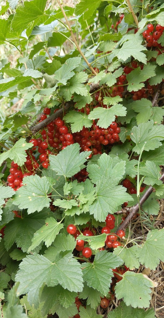 The currants are sweet and tart