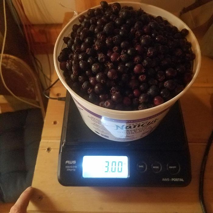 So many berries.