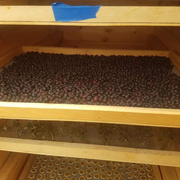 Let's see how they taste once dry