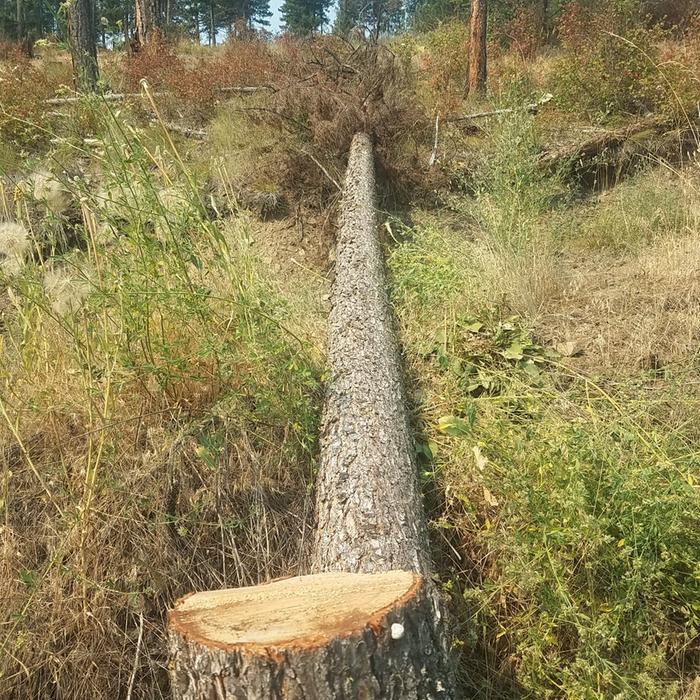 This one was leaning.uphill so I felled it uphill and pulled it down later