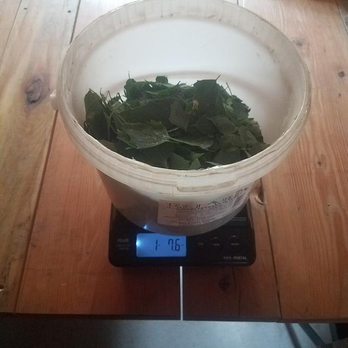 I'm going to make a green powder drink once it is dry.