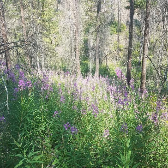 Took this picture on my hike, all the purple flowers are fireweed. They look like purple honeysuckle flowers up close.
