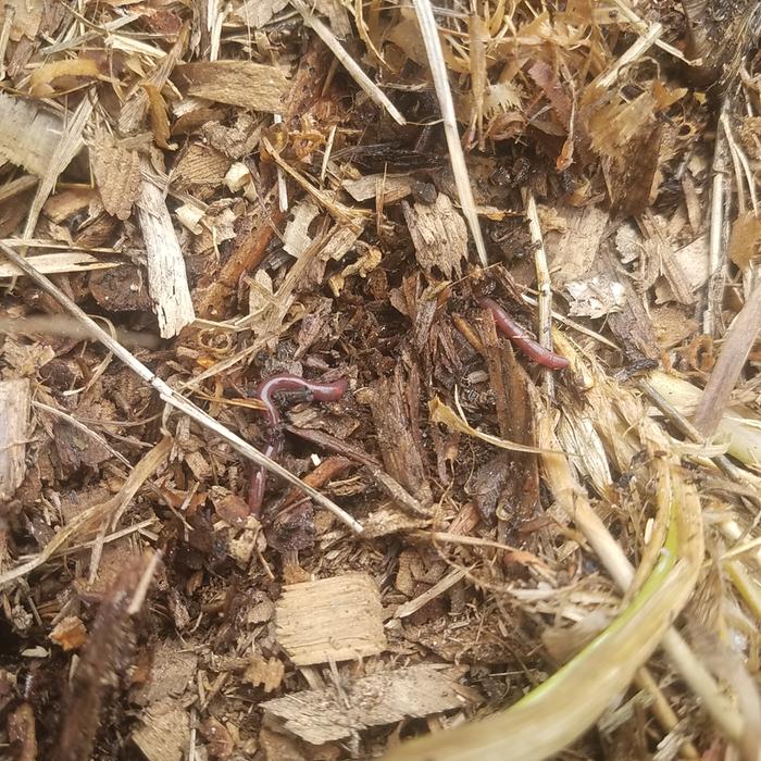 While digging I found some real live worms, so exciting! Visible signs of soil improvement.