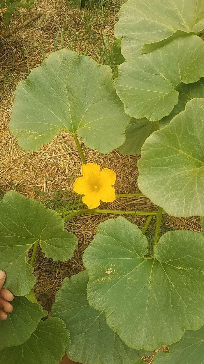 We are getting a few squash vines that are out performing the rest. This one is around ten feet long and has set some fruit.