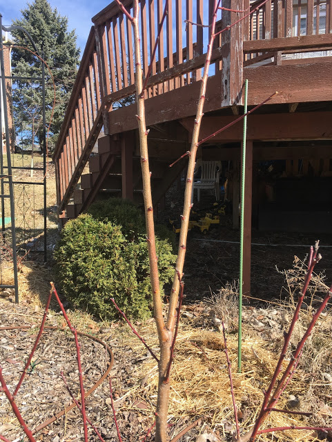 I need to prune off one of these upwards shoots, don't I?