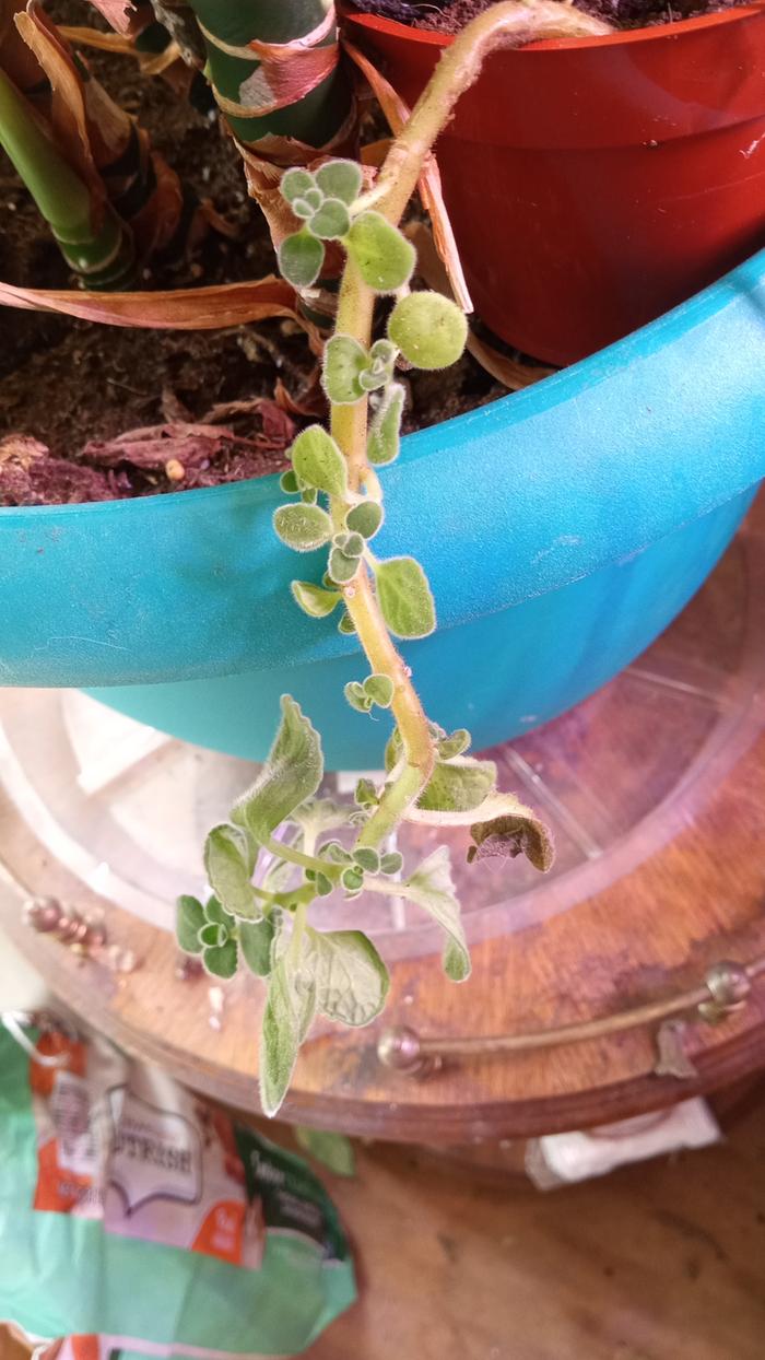 Main plant cascading out of its pot