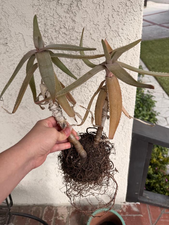 Sad plant I got from a friend