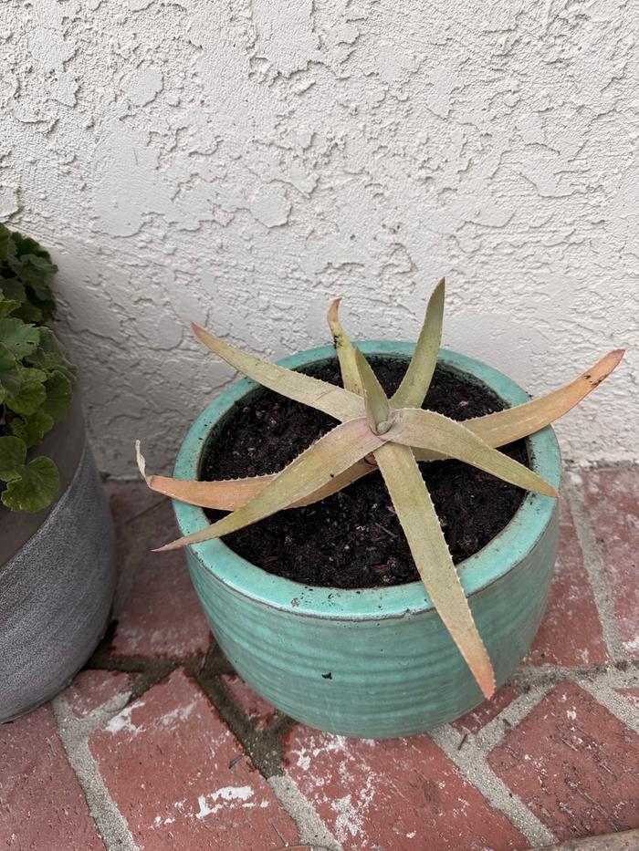 Planted in it's own pot