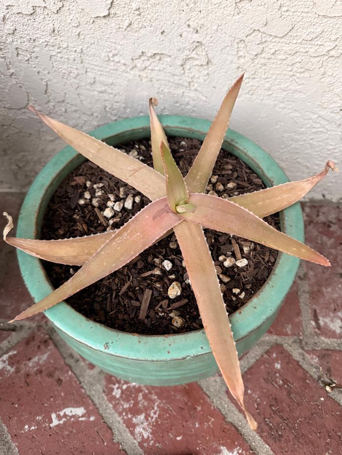 Seems to be doing well, with a little new growth