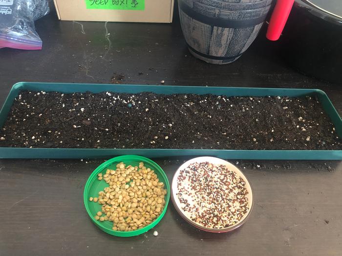 The tray, soil, and old quinoa and lentils ready to be planted. 