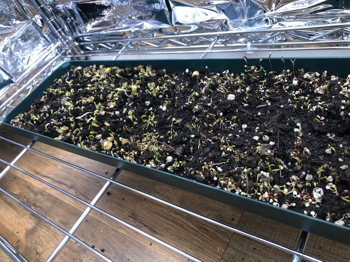 Sprouting has commenced!