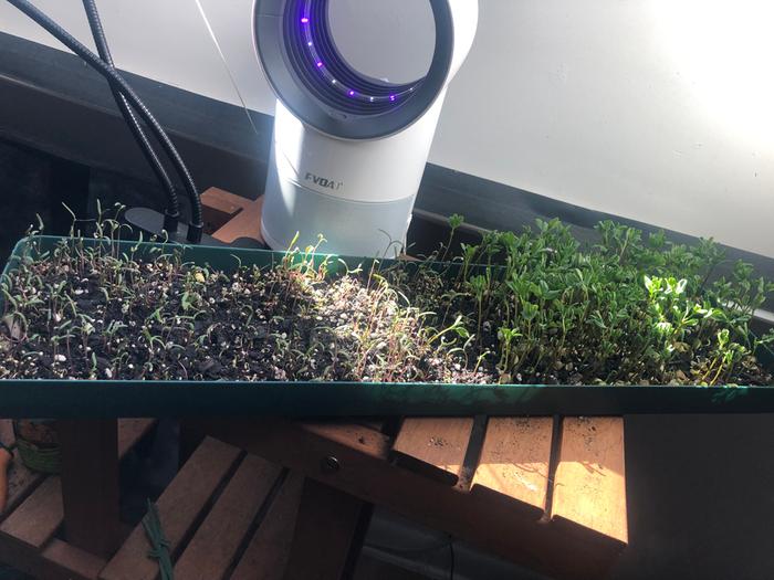 Almost ready to be enjoyed!