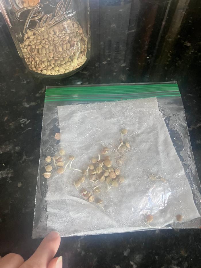 Germination test 