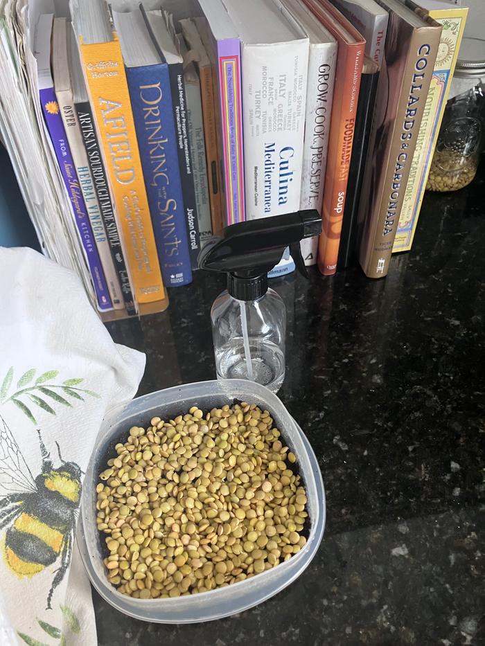 Lentils in growing medium 