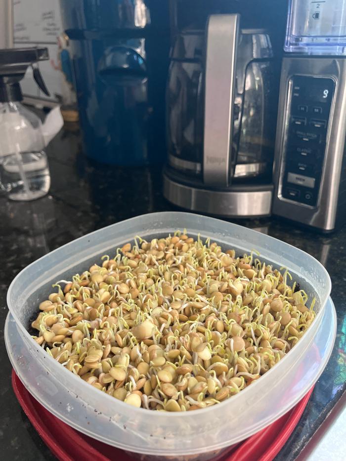 Beginning to sprout