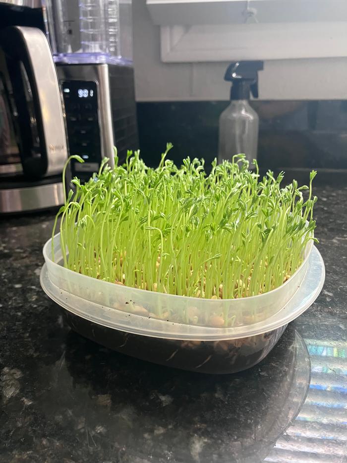 Ready to harvest