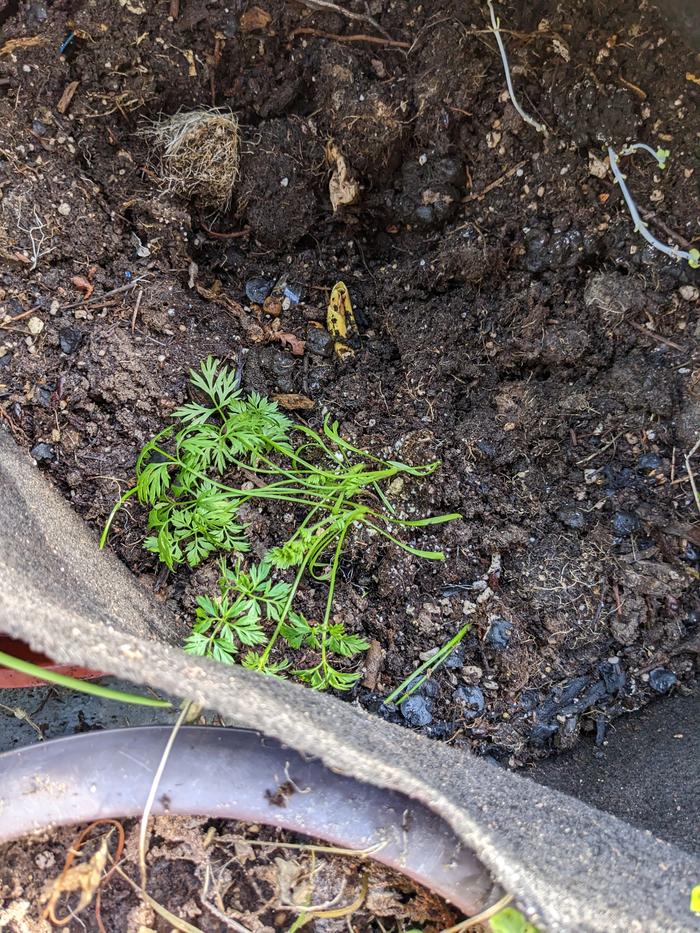 Plug of parsley added to a larger pot