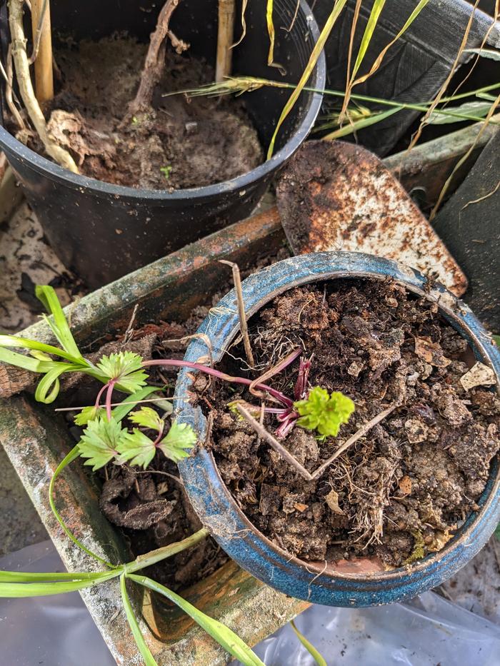 Cilantro plug planted out 