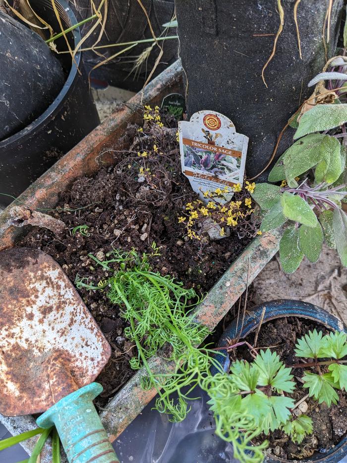 Camomile added to previous time and sage pot