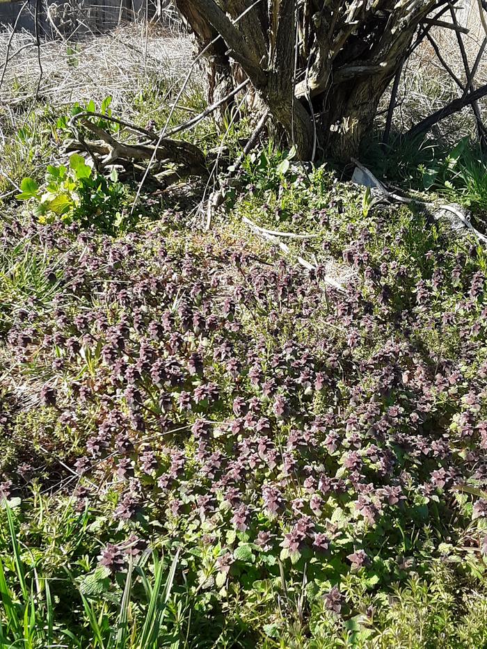 Large Purple Dead Nettle (Lamium purpureum) patch found under a red elderberry observed in February & March 