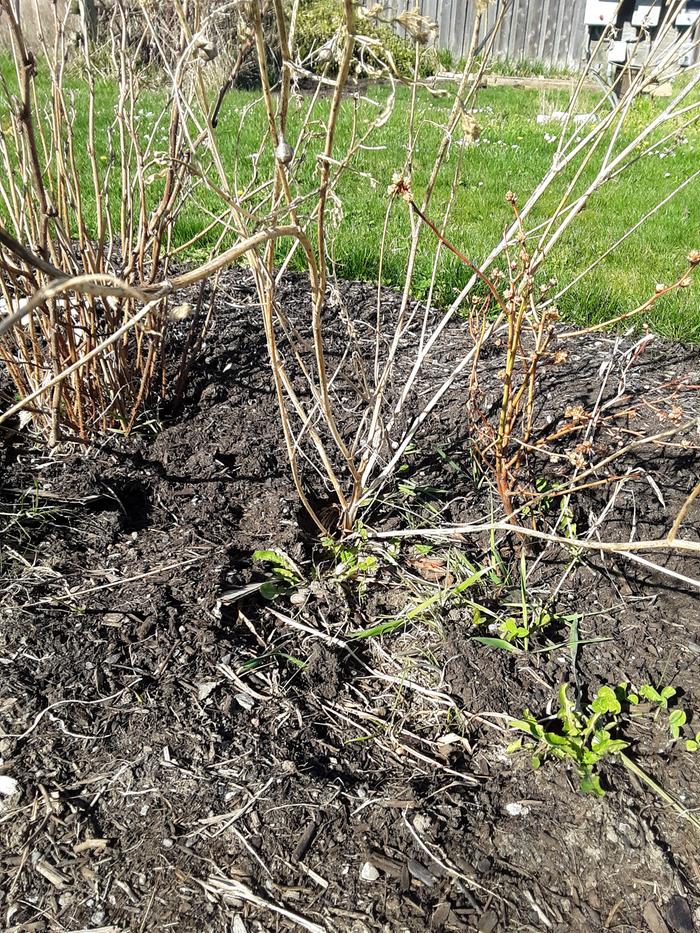 Parsley that went to seed (dead)?