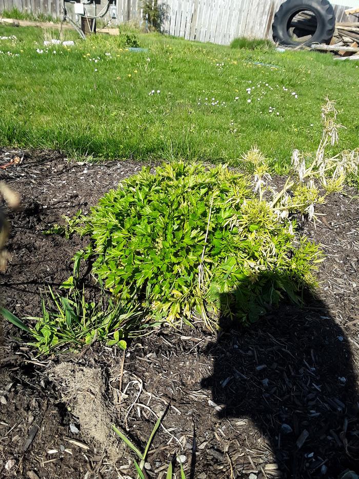 Parsley That didn't go to seed.