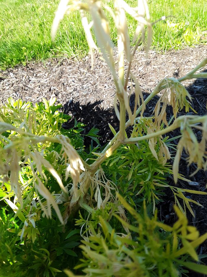 Weird thing growing from/near the healthy parsley.