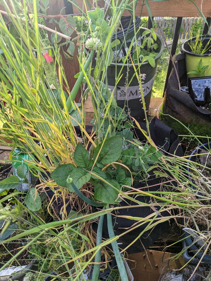 Potato poking through not Teff 