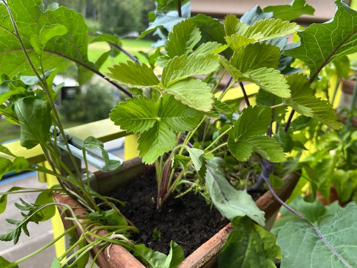 strawberry planted