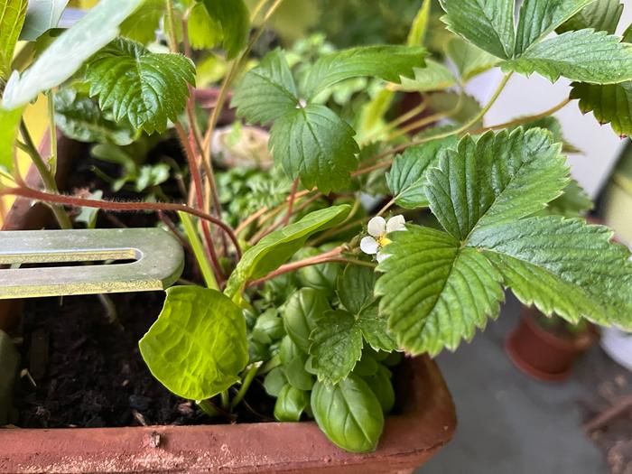 strawberry flowering