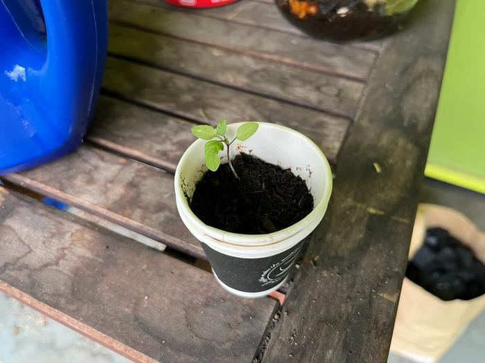 solanum nigrum seedling